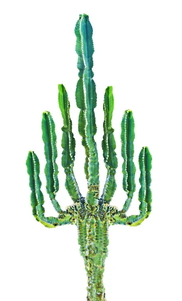 Cactus Isolato Sfondo Bianco — Foto Stock