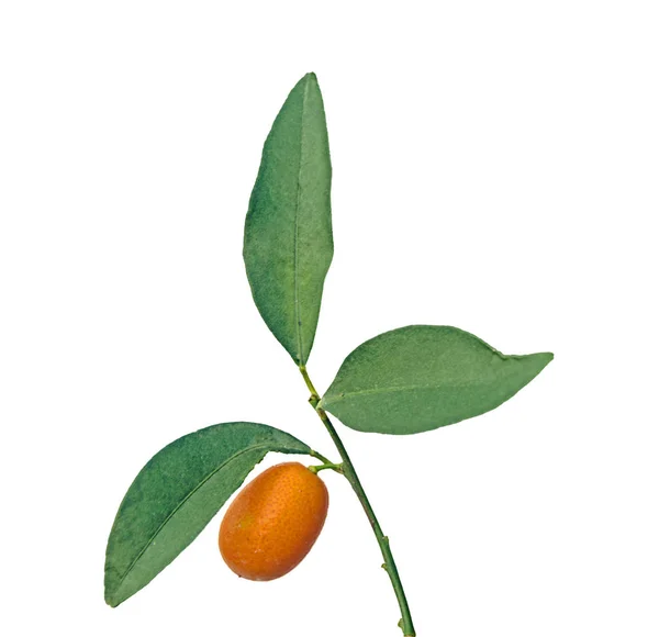Tak Van Kumquats Met Fruit — Stockfoto
