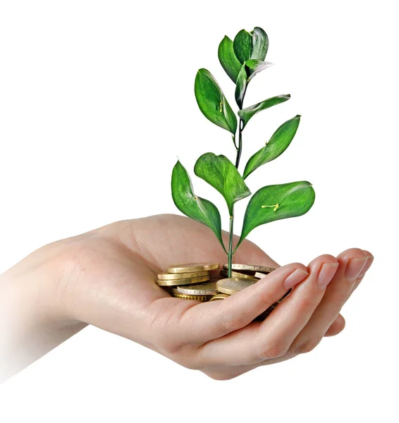 Investice Zelené Podnikání — Stock fotografie