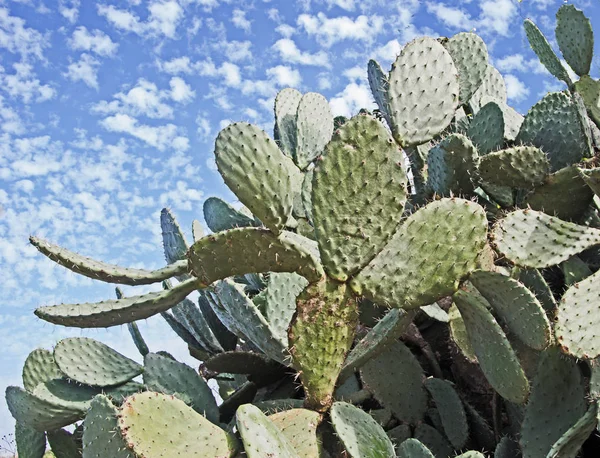 Primo Piano Del Cactus — Foto Stock