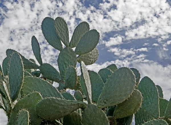 Zbliżenie Kaktusa — Zdjęcie stockowe