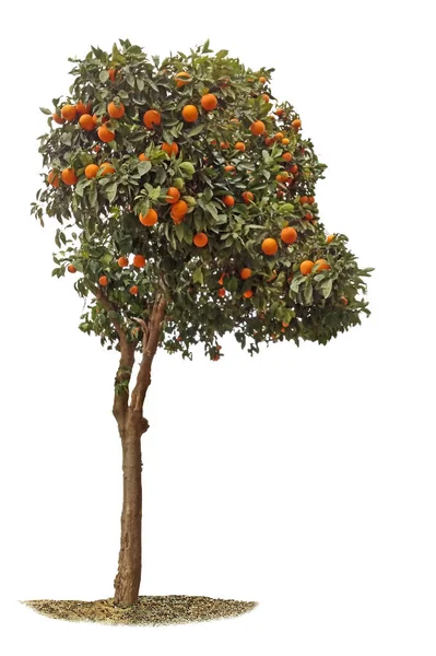 Orangenbaum Auf Weißem Hintergrund — Stockfoto