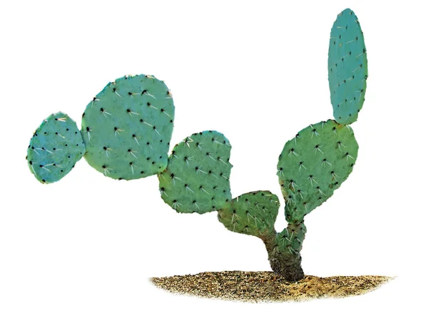 Cactus Geïsoleerd Witte Achtergrond — Stockfoto