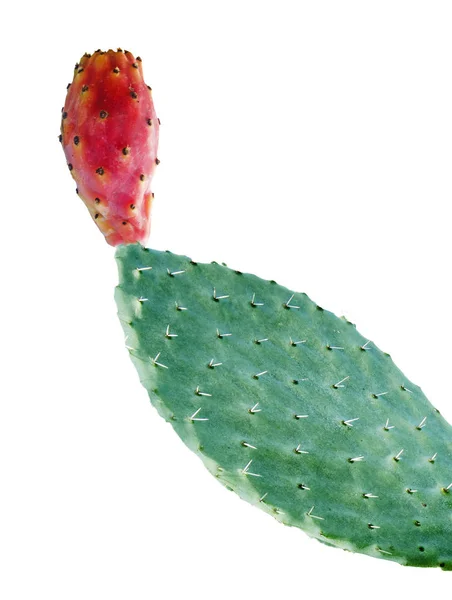 Cactus Isolato Sfondo Bianco — Foto Stock