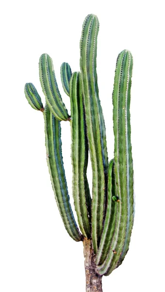 Cactus Diisolasi Pada Latar Belakang Putih — Stok Foto