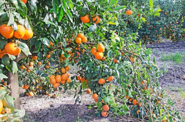 Mandalina dalını kapat