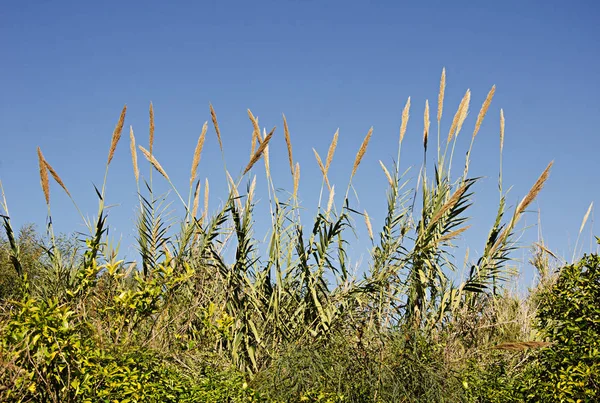 Grasses Israel Spring — Stock Photo, Image