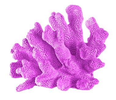 beyaz arkaplanda izole mercan