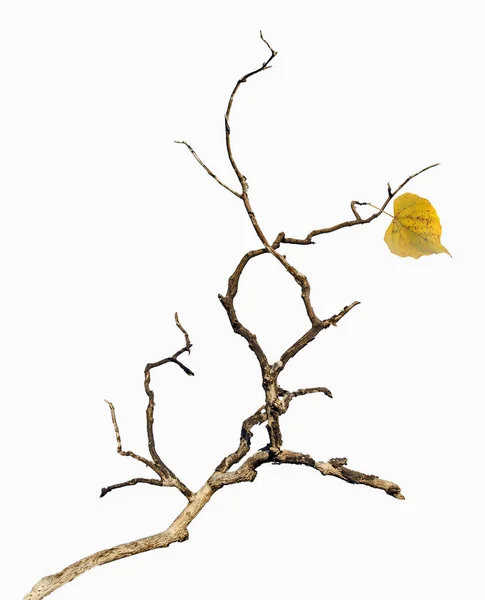 Close Dry Branch — Stock Photo, Image