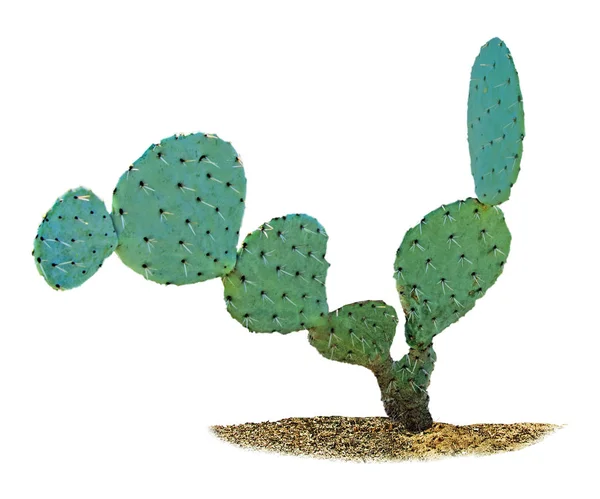 Cactus Geïsoleerd Witte Achtergrond — Stockfoto