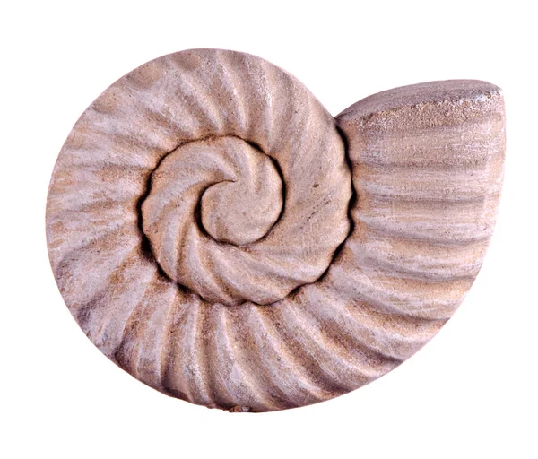 Close Ammonite — Stock Photo, Image