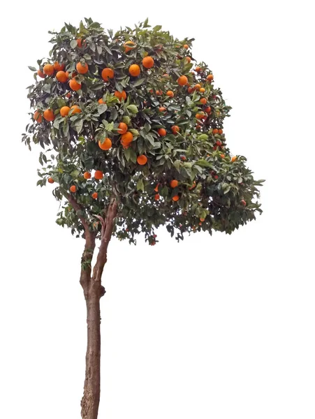 Tangerine Träd Vit Bakgrund — Stockfoto