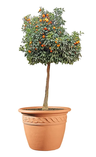 Citrus Träd Kruka — Stockfoto