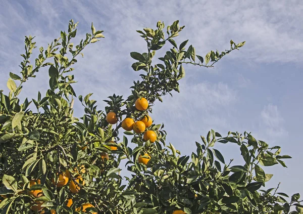 Reife Mandarinen Baum — Stockfoto