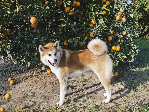 オレンジ色の Orhard で秋田犬犬 — ストック写真