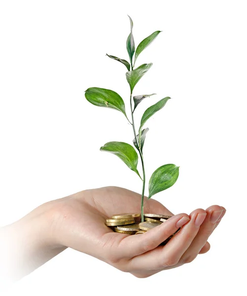 Inwestycje Zielony Biznes — Zdjęcie stockowe