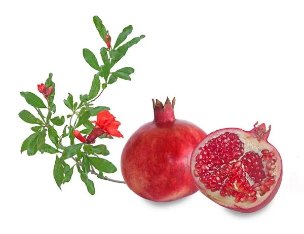 Granatäpple Frukt Och Blomma Isolerad Vit Bakgrund — Stockfoto