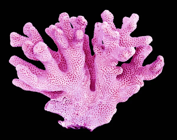 在黑色背景上隔离的珊瑚 — 图库照片