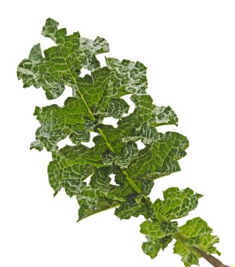 Yaprağın üstünü kapat