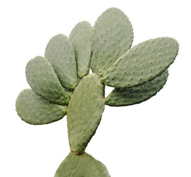 Kaktüs beyaz arkaplanda izole