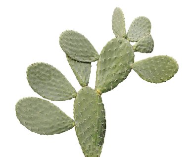 Kaktüs beyaz arkaplanda izole