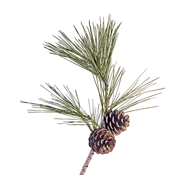 Pine Tak Met Kegels Geïsoleerd Witte Achtergrond — Stockfoto