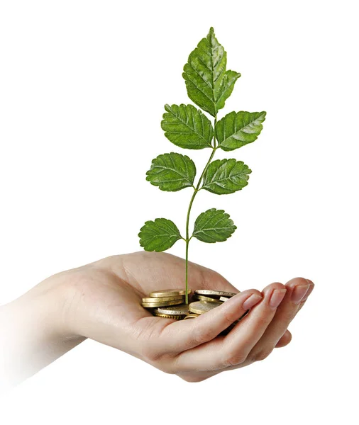 Investing Green Business — Stock Photo, Image