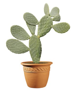 Kaktüs beyaz arkaplanda izole