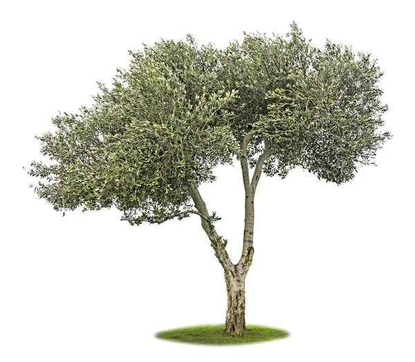Olivový Strom Bílém Pozadí — Stock fotografie