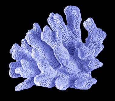 Siyah zemin üzerinde izole mercan