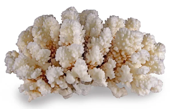 Korall isolerad på vit bakgrund — Stockfoto