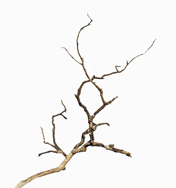 Primer plano de la rama seca —  Fotos de Stock
