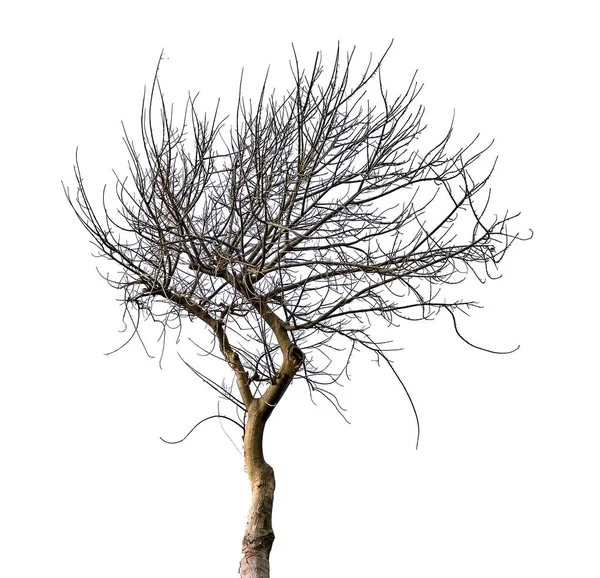 Trockener Baum isoliert auf weißem Hintergrund — Stockfoto