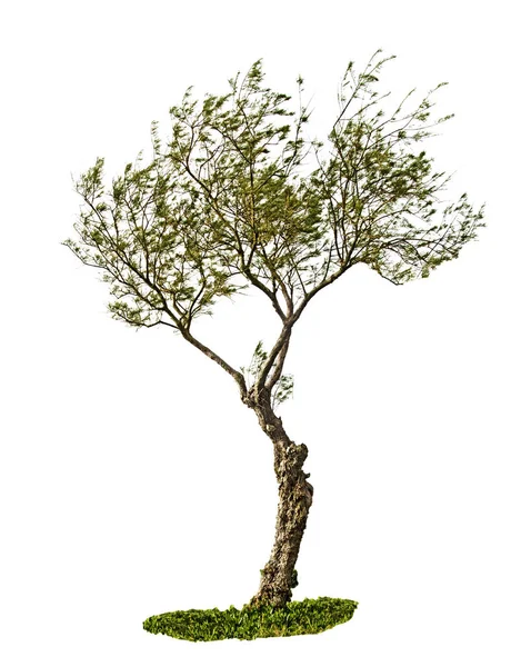 Tree isolated on white background — Stock Photo, Image