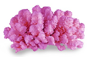 beyaz arkaplanda izole mercan