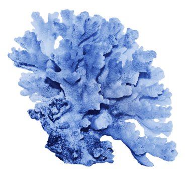 beyaz arkaplanda izole mercan