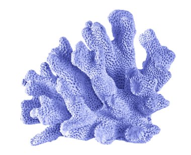 beyaz arkaplanda izole mercan