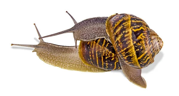 Close up of Burgundy (Roman) snails isolated on white background — Stock Photo, Image
