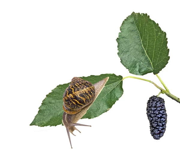 Nahaufnahme einer weinroten (römischen) Schnecke auf weißem Hintergrund — Stockfoto