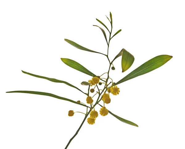 Закриття Acacia saligna — стокове фото