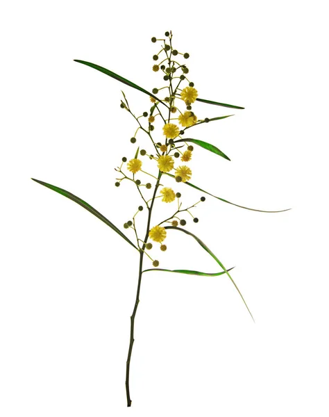 Close up of Acacia saligna — Stock Photo, Image