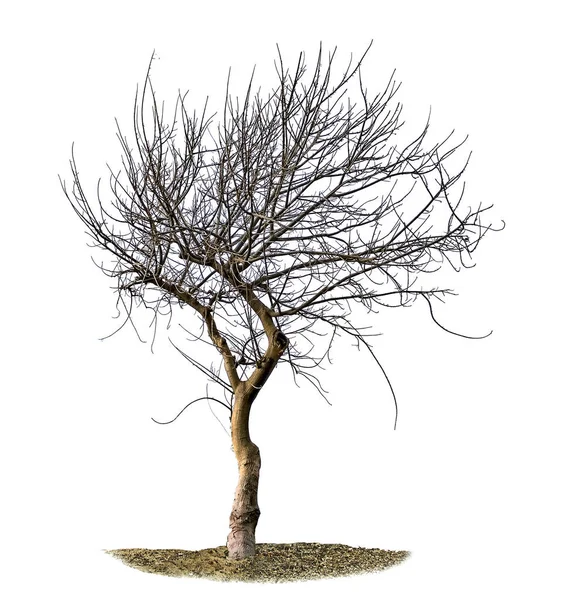 Trockener Baum isoliert auf weißem Hintergrund — Stockfoto