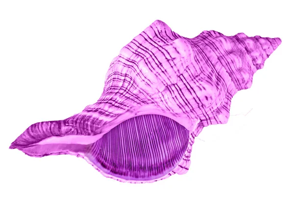 Primer plano de concha marina — Foto de Stock