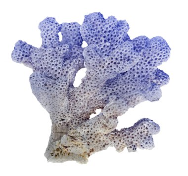 beyaz arkaplanda izole mercan