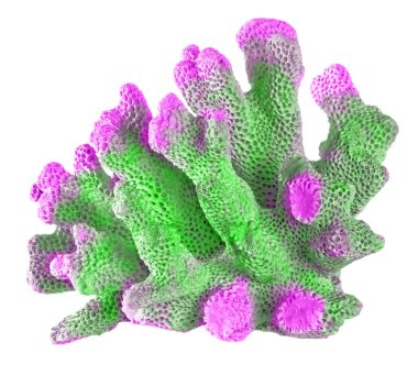 beyaz arkaplanda izole mercan