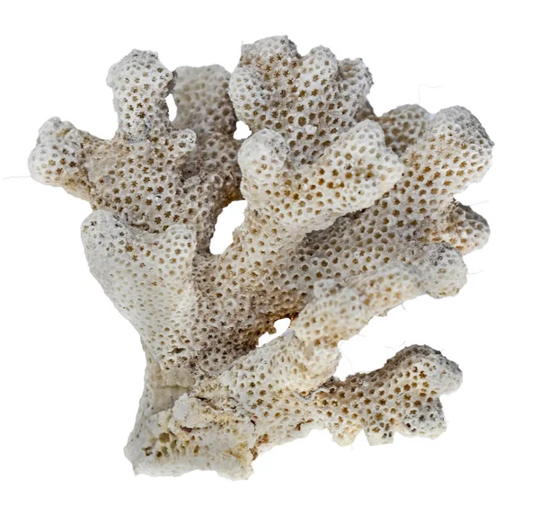 Κοράλλι απομονωμένο σε λευκό φόντο — Φωτογραφία Αρχείου