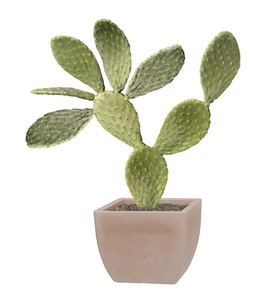 Cactus geïsoleerd op witte achtergrond — Stockfoto