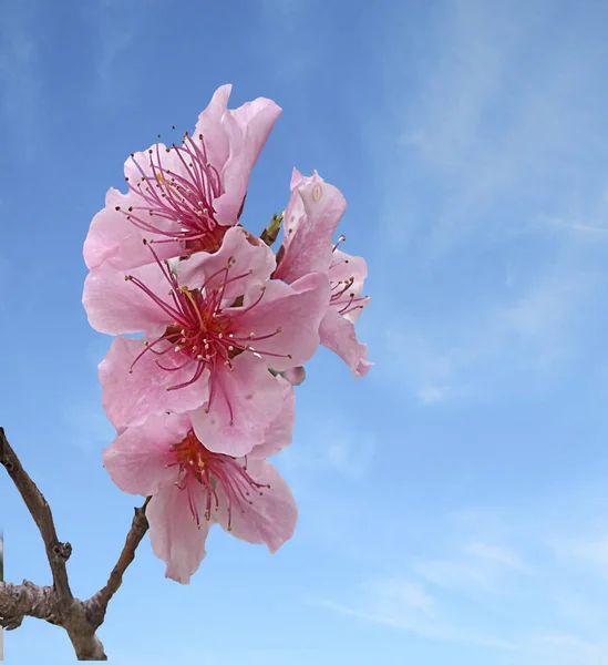 Close up of Flowering fruit tree — Stock Photo, Image