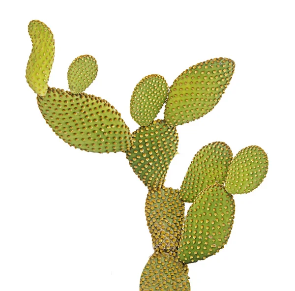 Opuntia kaktusz elszigetelt fehér background — Stock Fotó