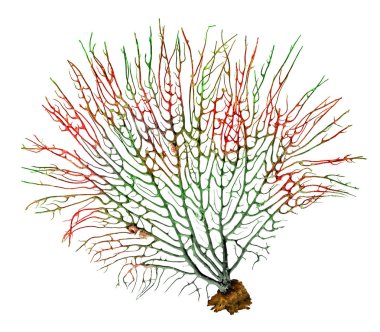 Beyaz arkaplanda izole edilmiş mercanların kapatılması